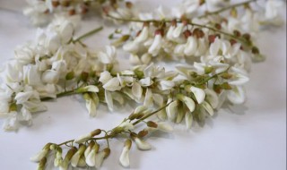 槐花怎样长期保鲜 槐花怎样长期保鲜存放