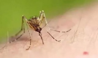 蚊香液是把蚊子熏死了还是熏跑了（蚊香是把蚊子熏死了还是熏跑了）