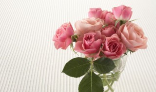 新鲜玫瑰花瓣如何利用 新鲜的玫瑰花瓣怎么利用