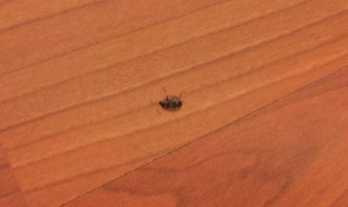 家里突然有蟑螂怎么回事 家里突然有蟑螂怎么回事,预言什么?