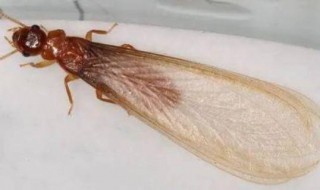 夏天家里的小飞虫是哪里来的（冬天家里的小飞虫哪里来的）