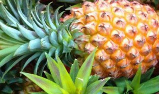 菠萝上的白色花状东西（菠萝上有白色的花）