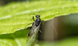 雨天飞蚁怎么处理 雨天飞蚁怎么处理视频