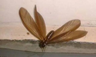 下雨天的虫子怎么消除 下雨天的虫子怎么消除视频