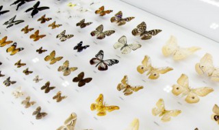 为什么蝴蝶会飞 为什么蝴蝶会飞进房间