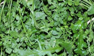 春季蔬菜有哪些 春季蔬菜有哪些画图和图片各字