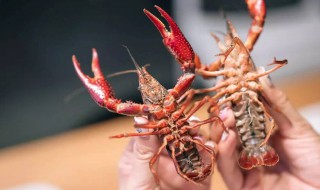 小龙虾怎么区分公母（小龙虾怎么区分公母?）