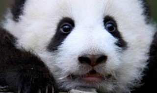 熊猫有几个品种（熊猫有几个品种图片）