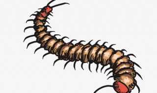 怎么驱赶蜈蚣（家里出现蜈蚣了 怎么除蜈蚣啊）