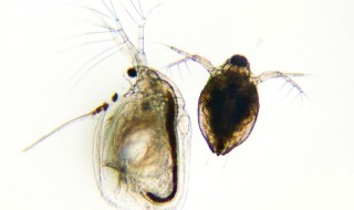 鱼虫对什么 鱼虫对什么,什么对平原