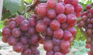 乒乓球葡萄是什么品种 乒乓球那么大的葡萄是什么品种