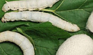 蚕宝宝破茧后怎么处理（蚕宝宝破茧后怎么处理）