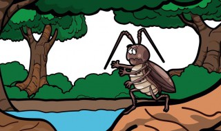 蟑螂怕什么东西（蟑螂怕什么东西和气味）