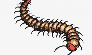 遇到蜈蚣怎么处理方法 遇到蜈蚣怎么处理方法图解