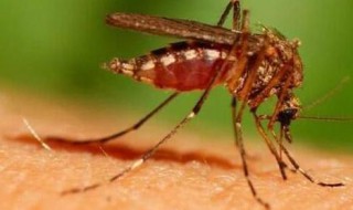 虫为什么喜欢灯光 为什么有些虫喜欢灯光