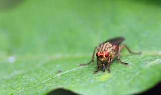 寝室小飞虫怎么处理 寝室小飞虫怎么处理干净