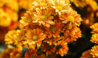 干菊花里面的小黑虫怎么去掉（干菊花有黑色虫子怎么办）