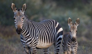 黑白皮毛的动物有哪些（黑白皮毛的动物有哪些简笔画）