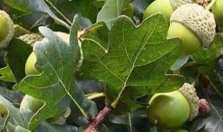 槲叶是什么 槲叶是什么树叶