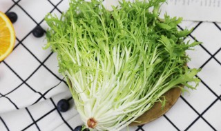 菊苣在农村叫什么（什么叫菊苣?）