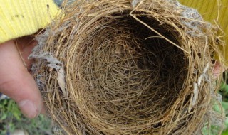 鸟窝的形状是什么 鸟窝的形状是什么样子的