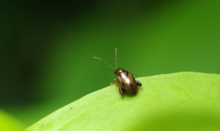 晚上灯光下好多小虫子怎么解决（晚上灯下有很多小虫子怎么办）