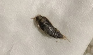 家里小黑虫怎么来的 家里面的小黑虫