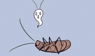 宿舍床上有蟑螂怎么办（宿舍床板上有蟑螂怎么办）