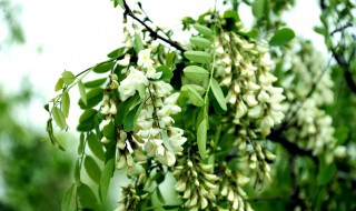 梦见槐花开满树是什么意思 孕妇梦见槐花开满树是什么意思