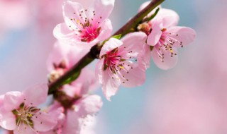 家里种桃树吉利吗 家里种桃树吉利吗砍树如何请树神离开