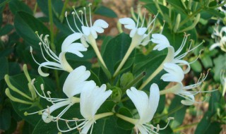 家里栽金银花不吉利（金银花栽在家里好吗）