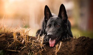 养黑狗吉利吗（养黑狗吉利吗视频）