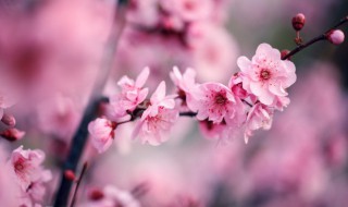 家里养梅风水不吉利（家里养梅花风水好不好）