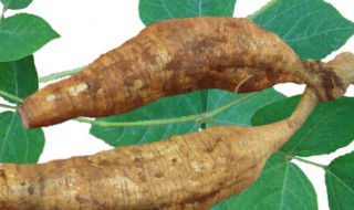 葛根粉防虫方法（葛根粉防虫方法视频）