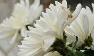 上坟家人不在同一天上坟有讲究吗 上坟家人不在同一天上坟有讲究吗怎么办