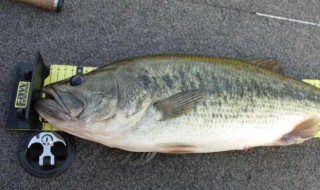 怎么挑选鱼（怎么挑选鱼胶）