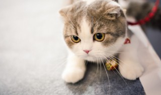 家里进猫代表什么预兆 家里进猫代表什么预兆还生了小猫