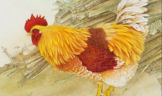 家里进鸡代表什么预兆 家里进鸡代表什么预兆,可以杀吗