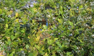 蓝莓用什么土壤种植好（蓝莓用什么土壤种植好活）