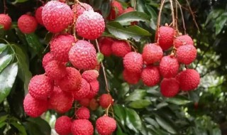 荔枝吃不完怎么保存（荔枝吃不完怎么保存?）