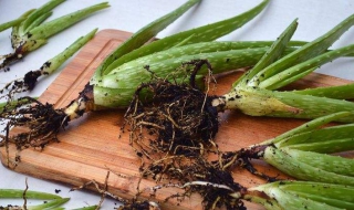 芦荟移栽注意事项 芦荟移栽注意事项有哪些