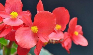 冬季室内适合养什么花 冬季室内适合养什么花最好