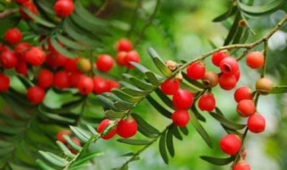 红豆杉适合室内养吗 红豆杉适合室内养吗?