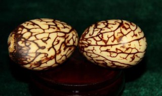 象牙果是什么东西 象牙果是什么东西值钱吗