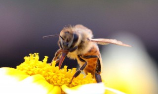 房间飞进一只蜜蜂怎么办（蜜蜂在房间里飞来飞去怎么办）