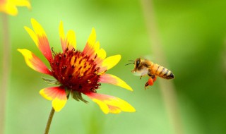 驱赶蜜蜂的最佳办法（驱赶蜜蜂的最佳办法?蜜蜂的天敌是什么）