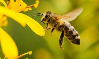 蜜蜂最怕什么味道会跑（蜜蜂最怕什么味道会跑快）