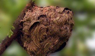 马蜂最简单的驱赶方法（马蜂最简单的驱赶方法是什么）