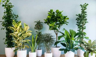室内适合养什么花或植物（适合在室内养的花卉植物）