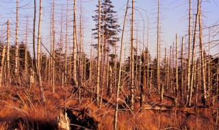 酸雨的危害 酸雨的危害及防治措施